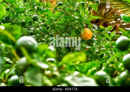 Bündel frische reife Zitronen auf einem Lemon Tree Branch im sonnigen Garten Stockfoto