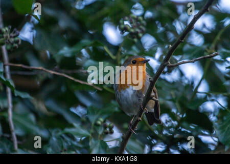 Europäische Robin (Erithacus rubecela) unter Efeu Stockfoto