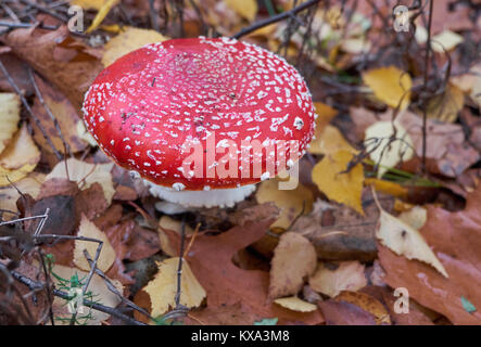 Giftige Amanita muscaria. Rot fliegen. Fliegenpilz Pilz Stockfoto
