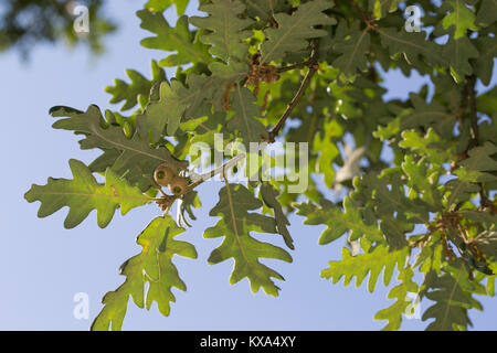 Pyrenäen-Eiche, Pyrenäeneiche, QUERCUS PYRENAICA, Pyrenäen-eiche Stockfoto