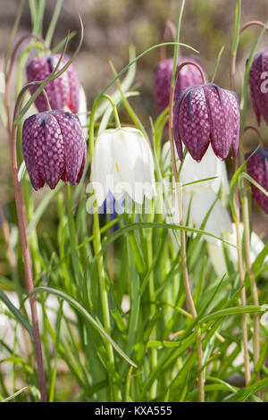 Schachblume, Schachbrettblume, Schachbrett-Blume, Kiebitzei, Fritillaria meleargis, der Schlange den Kopf der Schlange fritillary, Kopf, Schach Blume, Frosch-Cup, Gui Stockfoto