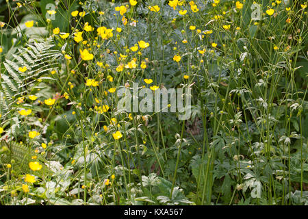 Scharfer Hahnenfuß, scharfer Hahnenfuss, Ranunculus acris, Synonym: Ranunculus acer, Wiese, Buttercup, hohen Buttercup, riesige Buttercup Stockfoto