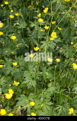 Scharfer Hahnenfuß, scharfer Hahnenfuss, Ranunculus acris, Synonym: Ranunculus acer, Wiese, Buttercup, hohen Buttercup, riesige Buttercup Stockfoto