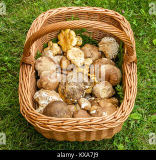 Und Boletus edulis Cantharellus Cibarius Pilz in einem Korb auf dem grünen Rasen Stockfoto