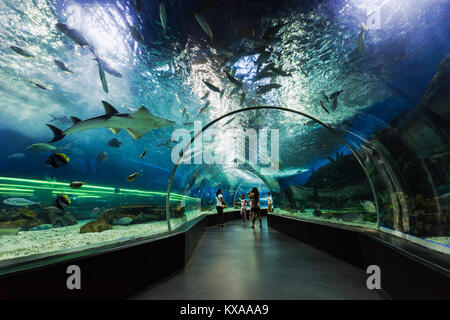 MANILA, Philippinen - 18. März: Unterwasser Tunnel am März 18, 2013, Manila, Philippinen. In Bezug auf die Stellfläche, Oceanarium ist größer als oceanari Stockfoto