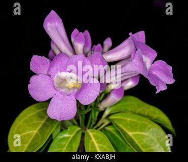 Cluster von atemberaubenden Lila duftenden Blumen und grüne Blätter von Knoblauch Weinstock Mansoa alliacea/Pseudocalymma alliaceum auf schwarzem Hintergrund Stockfoto