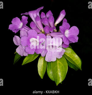 Cluster von atemberaubenden Lila duftenden Blumen und grüne Blätter von Knoblauch Weinstock Mansoa alliacea/Pseudocalymma alliaceum auf schwarzem Hintergrund Stockfoto