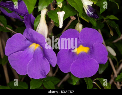 Lebendige lila Blüten mit gelben Kehlen der Thunbergia erecta, King's Mantel, immergrüne Strauch in Australien Stockfoto