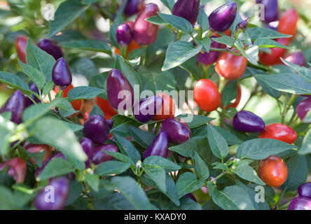 Capsicum annuum. Chilis Reifung im Freien in Großbritannien. Stockfoto