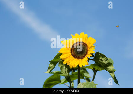 Helianthus annuus. Giant sonnenblume Blume. Stockfoto