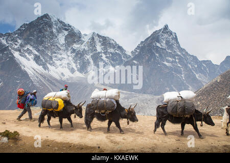 Eine Karawane von yaks Tragen schwerer Lasten auf dem Weg zum Everest Base Camp. Am Abend werden Sie mit köstlichen Nepalesische Küche rund um die Küche belohnt werden - Zimmer Brand bei einem Sherpa Kaffee und Unterhalten mit anderen gleichgesinnten Reisenden. Stockfoto