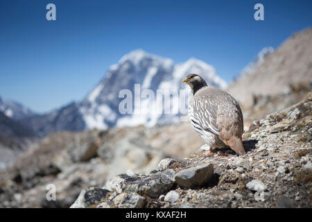 Eine tibetische Snowcock zwischen Gorak Shep und Everest Base Camp. Stockfoto