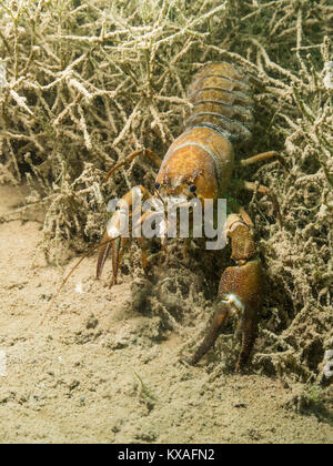 Signal Crayfish (Pacifastacus leniusculus), an der Unterseite unter Wasser, Neufelder Siehe, Burgenland, Österreich Stockfoto