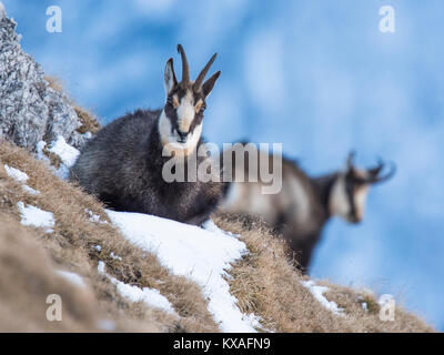 Gemse (Rupicapra rupicapra) liegt im Schnee, Berchtesgadener Alpen, Österreich Stockfoto