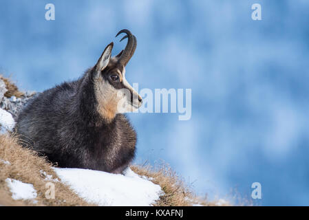 Gemse (Rupicapra rupicapra) liegt im Schnee, Berchtesgadener Alpen, Österreich Stockfoto