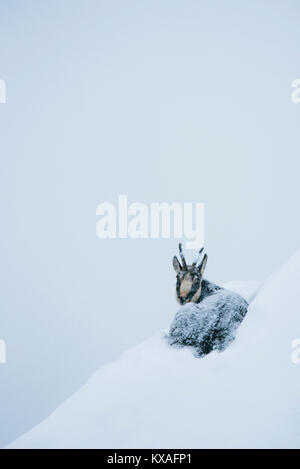 Gemse (Rupicapra rupicapra) sitzt im Schnee an einem steilen Hang, Berchtesgadener Alpen, Österreich Stockfoto