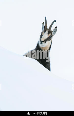 Gemse (Rupicapra rupicapra) im Schnee, Porträt, Berchtesgadener Alpen, Österreich Stockfoto