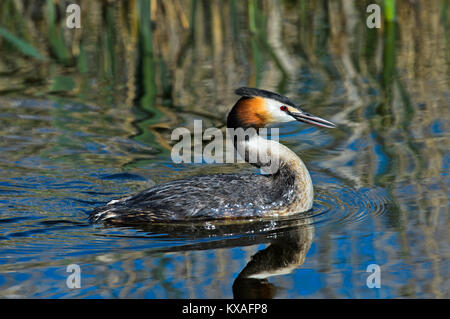 Haubentaucher (Podiceps cristatus) in Wasser, Kinderdijk, Niederlande Stockfoto