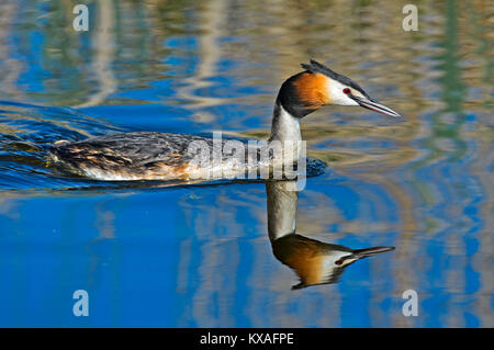 Haubentaucher (Podiceps cristatus) ist im Wasser spiegelt, Niederlande Stockfoto