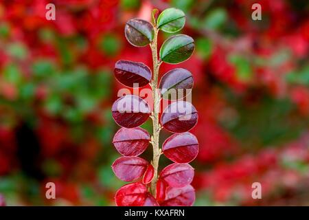 Rote Blätter von Rockspray Cotoneaster (Cotoneaster horizontalis) im Herbst, Steiermark, Österreich Stockfoto