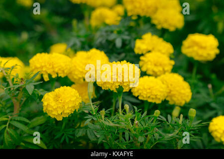 Viele schöne Ringelblume Blumen im Garten. Stockfoto