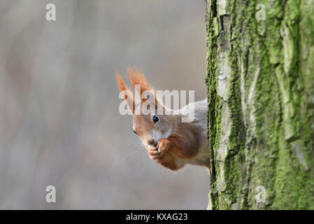 Eurasischen Eichhörnchen (Sciurus vulgaris) blickt hinter einem Baum, Sachsen, Deutschland Stockfoto