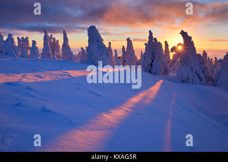 Sonnenaufgang auf dem Brocken, Winter, die Sonne scheint durch die tief verschneiten Fichten, Nationalpark Harz, Sachsen-Anhalt, Deutschland Stockfoto