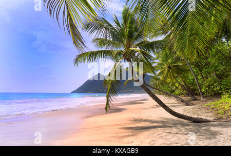 Die Palmen am karibischen Strand, Martinique Insel. Stockfoto