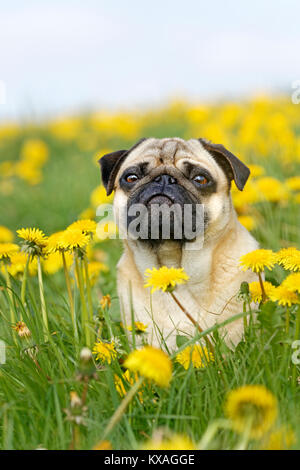 Pug sitzt in einem Löwenzahn Wiese, Deutschland Stockfoto