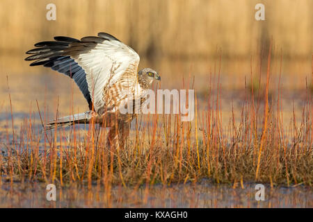 Western Sumpf - Harrier (Circus aeruginosus), Jagd, Mittlere Elbe Biosphärenreservat, Sachsen-Anhalt, Deutschland Stockfoto