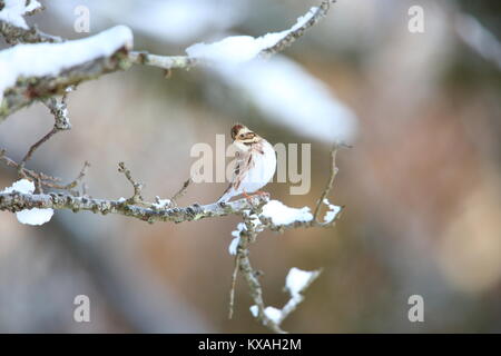 Rustikale Bunting (Emberiza rustica) in Japan Stockfoto