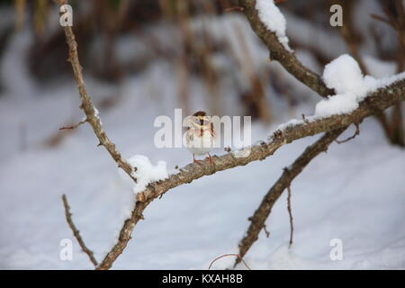 Rustikale Bunting (Emberiza rustica) in Japan Stockfoto