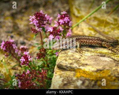 Italienische wand Lizard oder Ruine Eidechse Podarcis sicula, Lacertidae, Beigua nationaler Geopark, Ligurien, Italien Stockfoto
