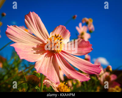 Pink Garden Flower Cosmos Bipinnatus Stockfoto