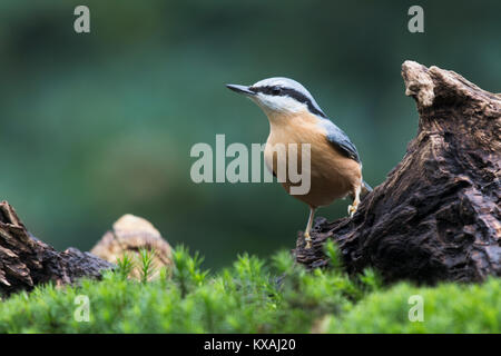 Eurasischen Kleiber (Sitta europaea) sitzt auf Totholz, Niedersachsen, Deutschland Stockfoto