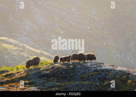 Moschusochsen (Ovibos moschatus), Herde in der felsigen Landschaft, Westgrönland, Grönland Stockfoto