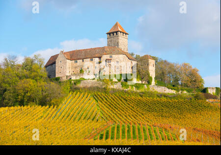 Schloss Lichtenberg, Weinberge, Herbst Landschaft, Oberstenfeld, Baden-Württemberg, Deutschland Stockfoto