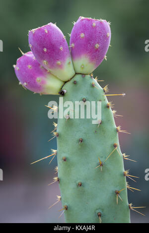 Die Engelmann Feigenkaktus (Opuntia Engelmannii) mit rosa Cactus Früchte, Arizona, USA Stockfoto