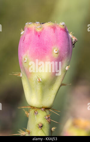 Die Engelmann Feigenkaktus (Opuntia Engelmannii) mit rosa Kaktusfrüchte, Arizona, USA Stockfoto