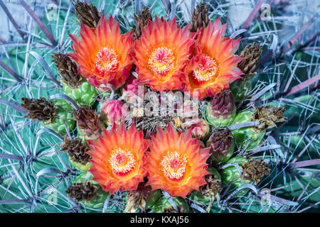 Orange-rote Blüte Angelhaken Barrel Kaktus (Ferocactus wislizeni), Tucson, Arizona, USA Stockfoto