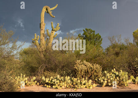 Saguaro (Carnegiea gigantea), kaktus Landschaft, Tucson, Arizona, USA Stockfoto