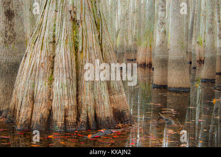 Herbst, kahlen Zypresse (Taxodium distichum), Teich distchum Zypresse (Taxodium distichum ascendens) Kathedrale Bay Heritage Wildlife Preserve, S. Carolina, USA von Bill Lea/Demb Stockfoto