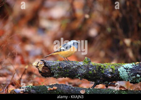 Daurian redstart (Phoenicurus auroreus) männlich in Japan Stockfoto