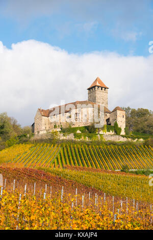 Schloss Lichtenberg, Weinberge, Herbst Landschaft, Oberstenfeld, Baden-Württemberg, Deutschland Stockfoto