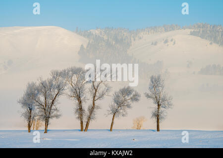 Rauhreif, Grand Teton National Park, Wyoming, von Bill Lea/Dembinsky Foto Assoc Stockfoto