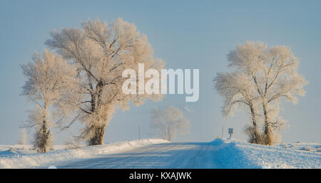 Rauhreif, Grand Teton National Park, Wyoming, von Bill Lea/Dembinsky Foto Assoc Stockfoto