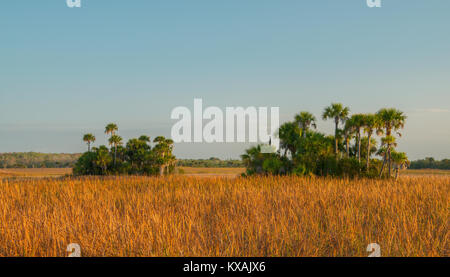 Sabal oder Cabbage Palm (Sabal Palmetto), Tree Island, Everglades NP, Florida, von Bill Lea/Dembinsky Foto Assoc Stockfoto