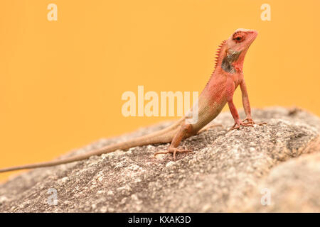 Männliche Oriental Garden Lizard (calotes Versicolor) auf Rock, SonTra, Da Nang, Vietnam, Vietnam, Vietnam Stockfoto
