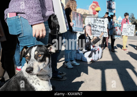 Jerusalem, Israel. 9. Januar, 2018. Tierschützer Stadium eine Kundgebung vor dem Finanzministerium gegen die Absicht des Ministeriums, die Quoten und investieren das Geld der Steuerzahler in der Eierindustrie mit Käfighaltung für Legehennen. Ein Minister der Finanzen, Kahlon, Maske trägt Demonstrant sitzt in einem Käfig mit ausgestopfte Hühner neben einem Huhn Kostüm Demonstrant. Credit: Nir Alon/Alamy leben Nachrichten Stockfoto