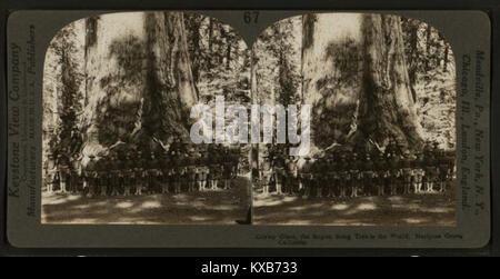 Der Grisley Giant in Mariposa Grove, Kalifornien, ist der größte lebende Baum der Welt, der für seine Größe und sein Alter bekannt ist. Stockfoto